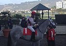 OTTB Dapple Grey Gelding Thoroughbred Gelding