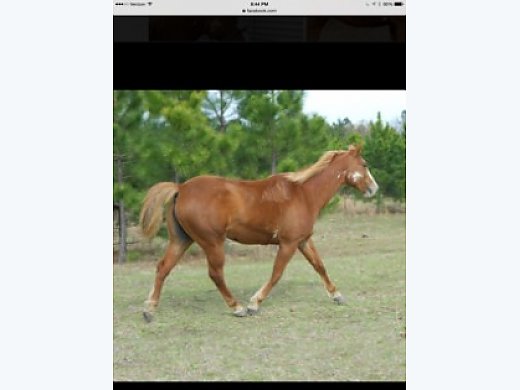 9 Year old APHA Mare for Sale