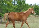 Paint - Horse for Sale in Rincon, GA 313126