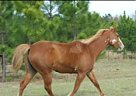 Paint - Horse for Sale in Rincon, GA 313126 Paint - Horse for Sale in Rincon, GA 313126