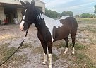 Trixie - Mare in Kissimmee, FL