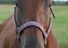 Autumn - Mare in Caldwell, TX Autumn - Mare in Caldwell, TX
