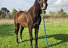 Zeppelin - Gelding in Whitney, TX Zeppelin - Gelding in Whitney, TX
