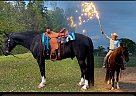 Tennessee Walking - Horse for Sale in Kentwood, LA 70444