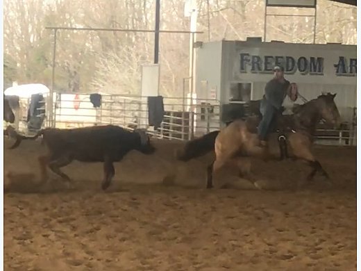 Horse Auction