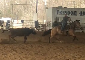Quarter Horse (Quarter Horse, Gelding) in Mount Vernon, MO