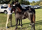 Friesian - Horse for Sale in Glenvil, NE 68941