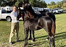 Friesian - Horse for Sale in Glenvil, NE 68941 Friesian - Horse for Sale in Glenvil, NE 68941