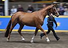 Warmblood - Horse for Sale in Blackstock, ON L0B 1B