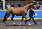 Warmblood - Horse for Sale in Blackstock, ON L0B 1B Warmblood - Horse for Sale in Blackstock, ON L0B 1B