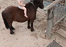 Miniature - Horse for Sale in Hemphill, TX 75948