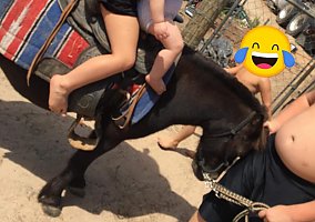 Miniature Horse (Miniature Horse, Gelding) in Hemphill, TX