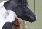 Magic & Rudy - Gelding in Salt Spring Island, BC Magic & Rudy - Gelding in Salt Spring Island, BC
