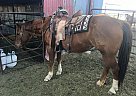 Quarter Horse - Horse for Sale in Magdalena, NM 87825