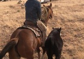 Quarter Horse (Quarter Horse, Mare) in Magdalena, NM