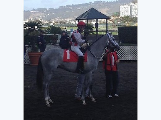 OTTB Dapple Grey Gelding