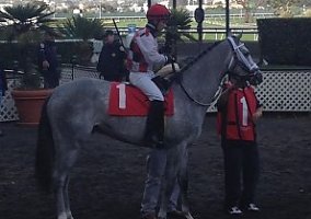OTTB Dapple Grey Gelding Thoroughbred Gelding