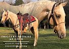 Missouri Fox Trotter - Horse for Sale in Parkers Lake, KY 42634