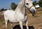 Andalusian - Horse for Sale in , CA 93307