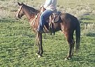 Quarter Horse - Horse for Sale in Payette, ID 83661