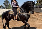 Friesian - Horse for Sale in , CA 93307