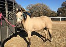 Buck - Gelding in Baird, TX Buck - Gelding in Baird, TX