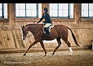 Thoroughbred - Horse for Sale in Orangeville, ON l9w6g5 Thoroughbred - Horse for Sale in Orangeville, ON l9w6g5