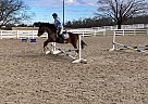 Welsh Pony - Horse for Sale in Woodbine, MD 21029
