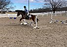 Welsh Pony - Horse for Sale in Woodbine, MD 21029 Welsh Pony - Horse for Sale in Woodbine, MD 21029