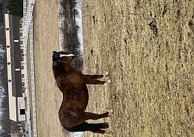 Welsh Pony and Cob (Welsh Pony and Cob, Mare) in Woodbine, MD