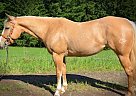 Quarter Horse - Horse for Sale in Newberg, OR 97132
