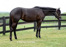 Quarter Horse (Quarter Horse, Mare) in Seekonk, MA
