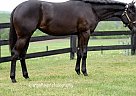 Quarter Horse - Horse for Sale in Seekonk, MA 04472 Quarter Horse - Horse for Sale in Seekonk, MA 04472