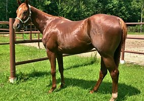 Barrel Prospect By Lions Share Of Fame Quarter Horse Mare