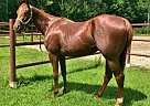 Quarter Horse - Horse for Sale in Abita Springs, LA 70420