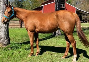 Quarter Horse (Quarter Horse, Mare) in Abita Springs, LA