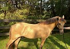 Paso Fino - Horse for Sale in Haymarket, VA 20155 Paso Fino - Horse for Sale in Haymarket, VA 20155