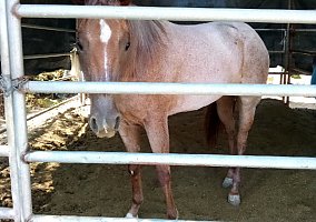 Thoroughbred