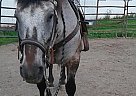 Appaloosa - Horse for Sale in Sligo, PA 16255