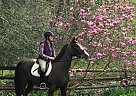 Mocha - Gelding in Winchester, VA Mocha - Gelding in Winchester, VA