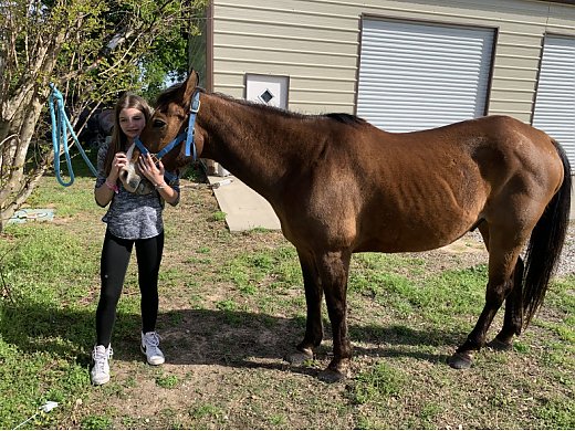 Gentle Gelding