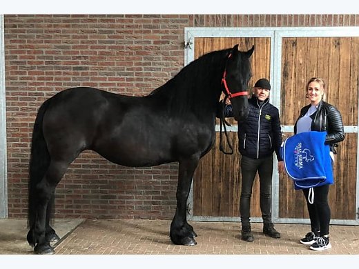 Healthy Friesian Mare