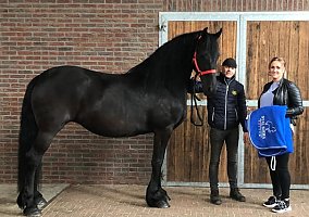 Friesian
