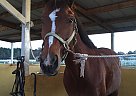 Quarter Horse - Horse for Sale in The Woodlands, TX 77389 Quarter Horse - Horse for Sale in The Woodlands, TX 77389
