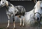Quarter Horse - Horse for Sale in Fort Collins, CO 80526
