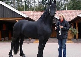 Friesian (Friesian, Mare) in Kissimmee, FL