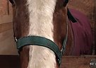 Charlie - Gelding in Barrie, ON Charlie - Gelding in Barrie, ON