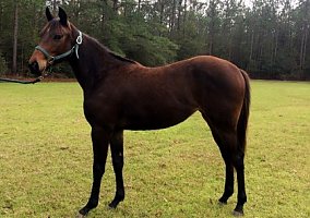 Race and Cow Bred Filly Quarter Horse Mare