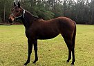 Quarter Horse - Horse for Sale in Abita Springs, LA 70420