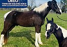 Tennessee Walking - Horse for Sale in Tompkinsville, KY 42167 Tennessee Walking - Horse for Sale in Tompkinsville, KY 42167